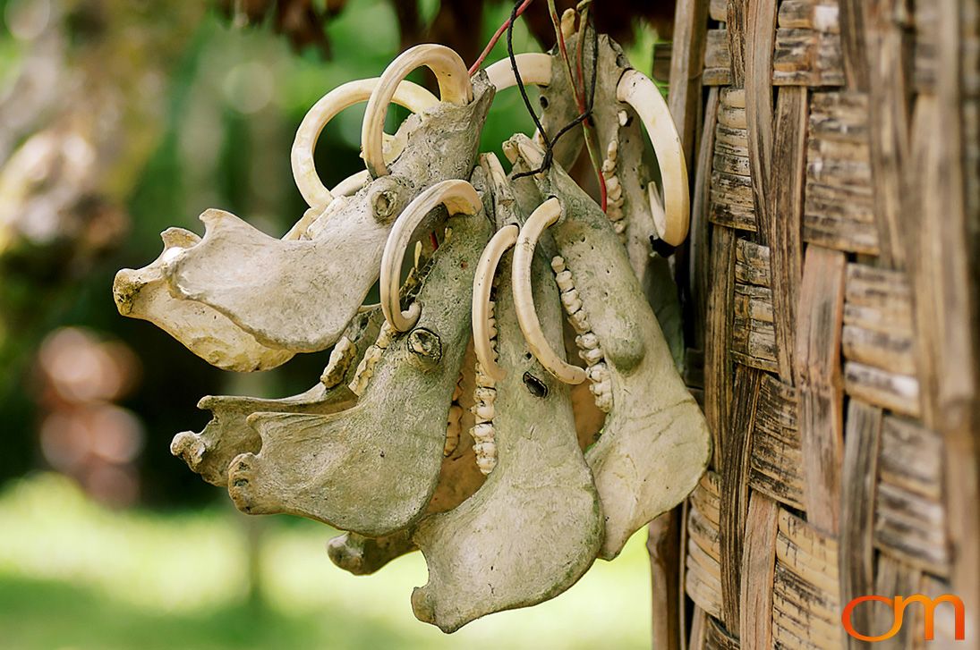 Photo of a pig skulls with curved teeth hanging outside the doorway of a chief's home in Vanuatu. Taken on the Vanuatu Island of Ambae by Amanda Fornal in December 2006.